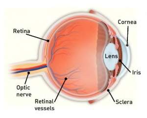 Diabetic-Retinopathy-300x242