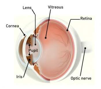 Eye-Anatomy-350x309