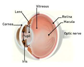 Macular-Degeneration-350x282